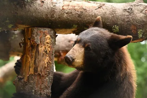 Luvey the black bear