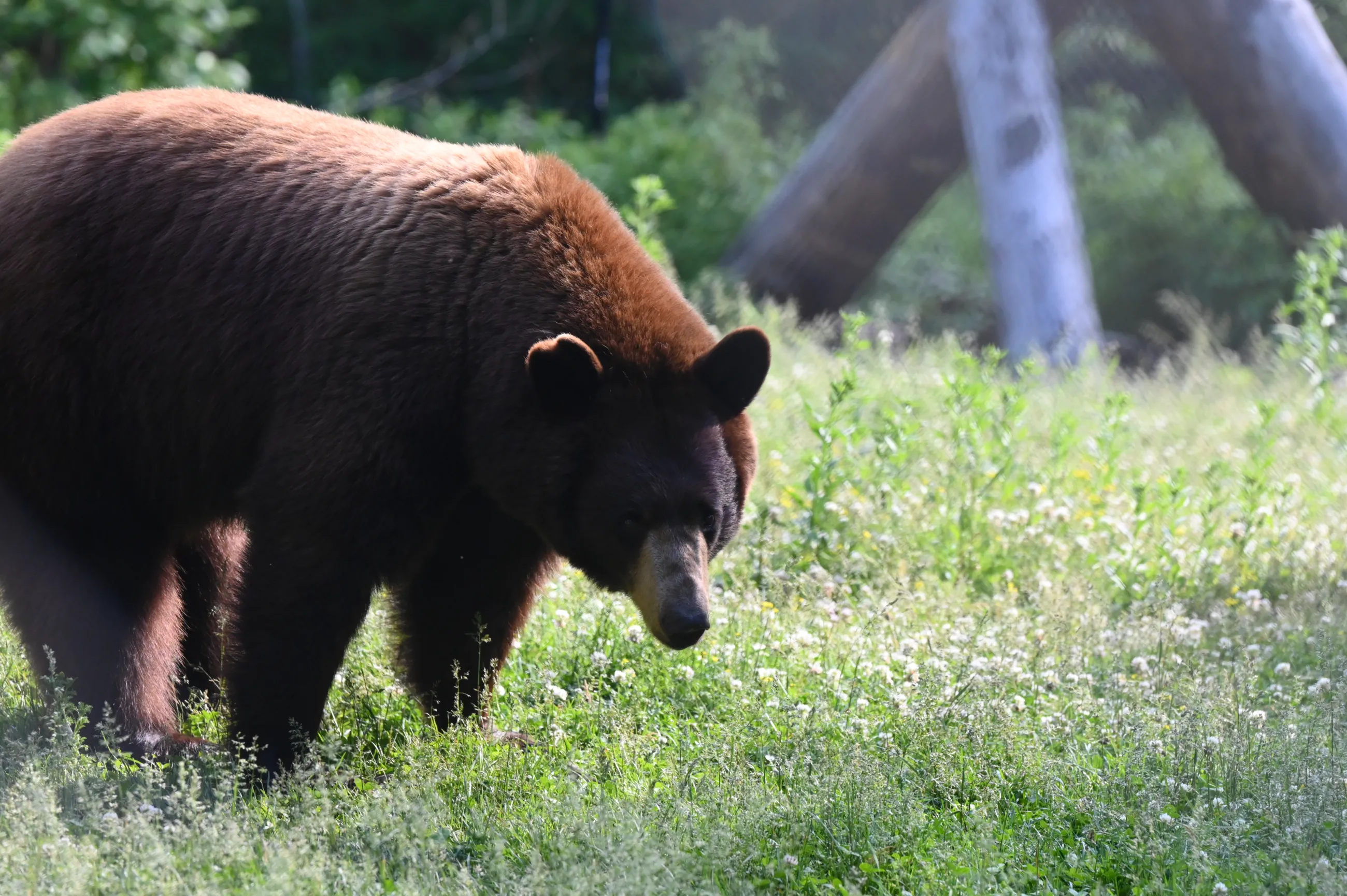 Black bear walking on grass