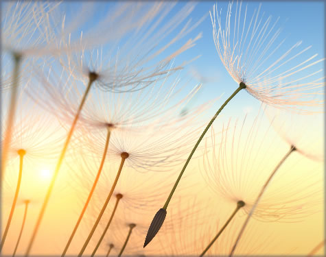 This is a graphic of dandelion seeds.