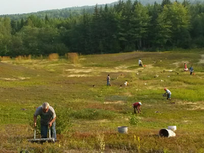 This is a picture of blueberry rakers