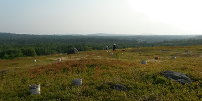 This is a picture of blueberry rakers