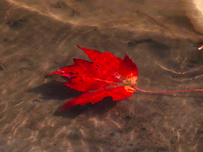 Leaf on the water