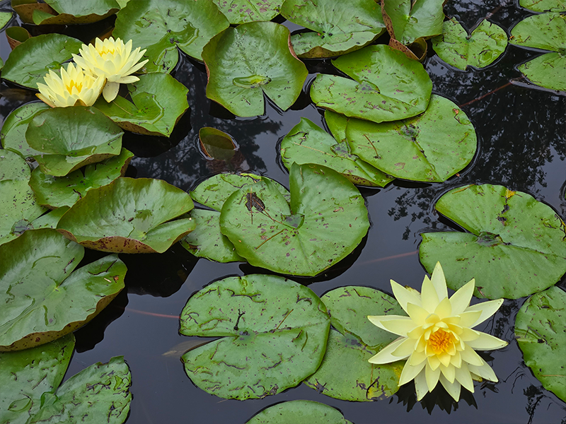 Lilypads