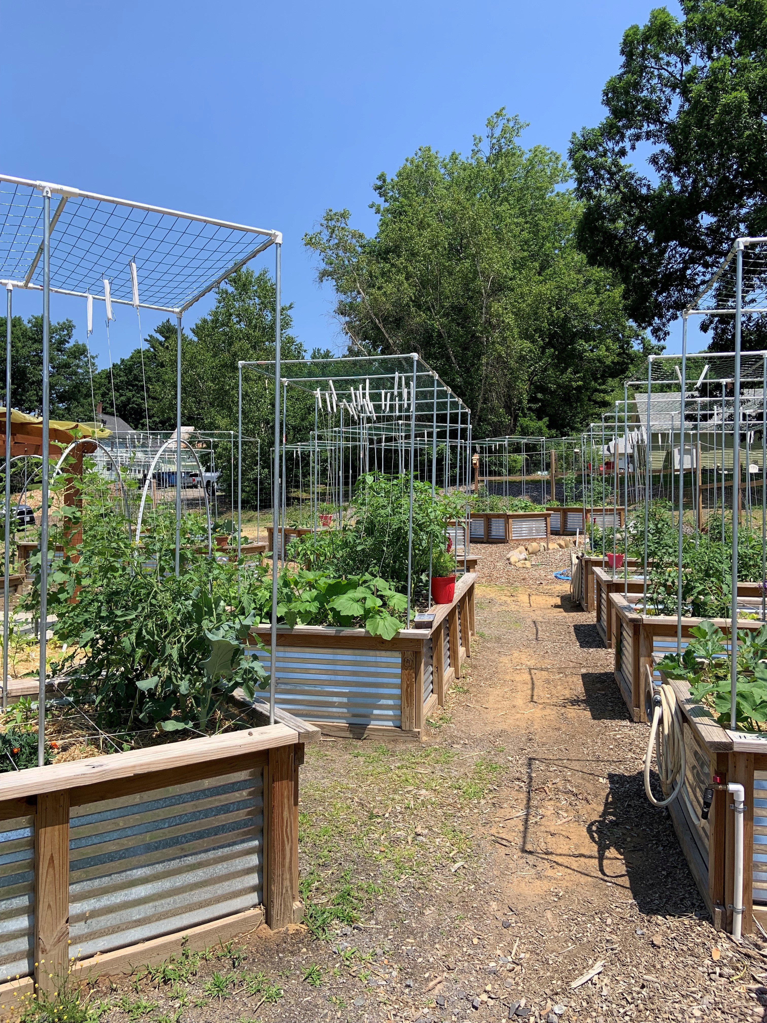 Garden plots with trellises and plants.