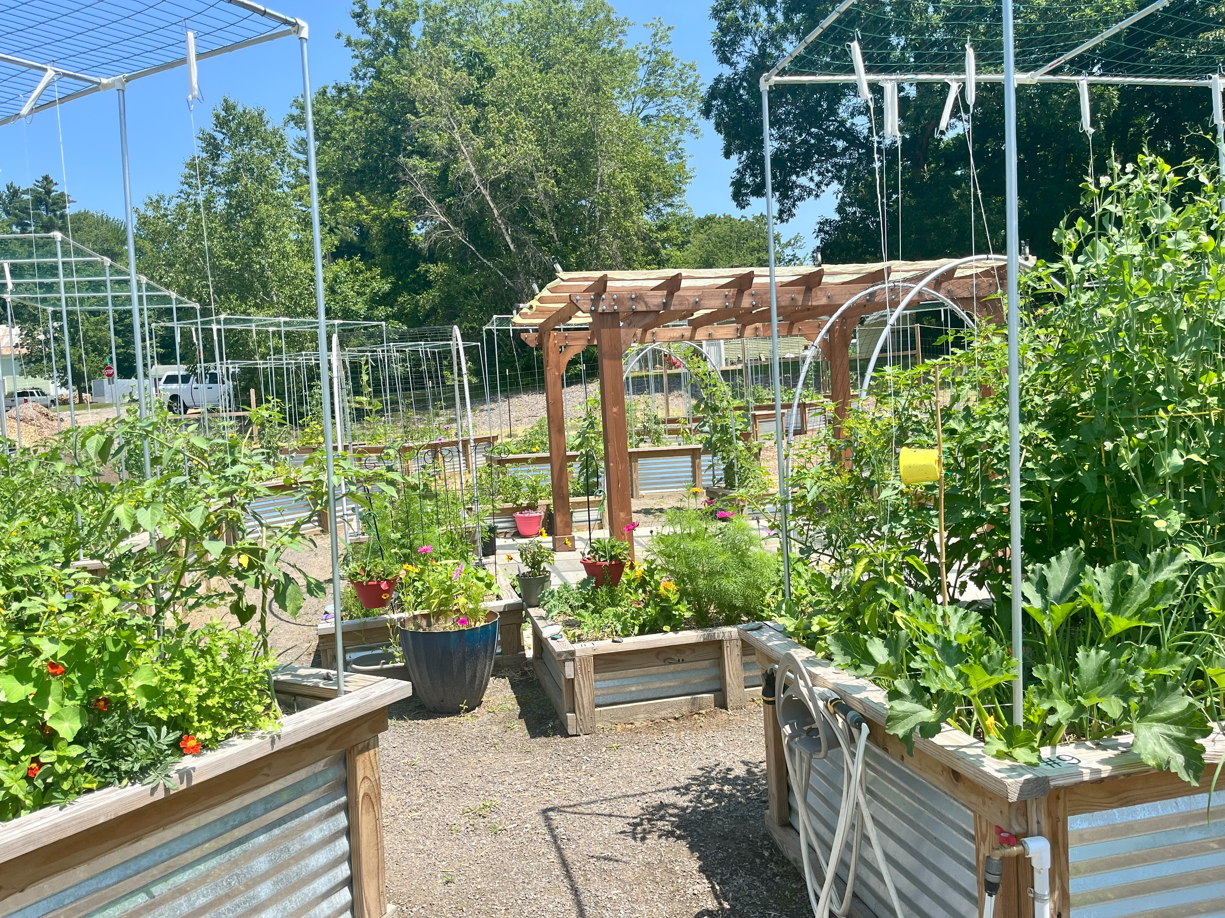 Garden plots overflowing with greenery.