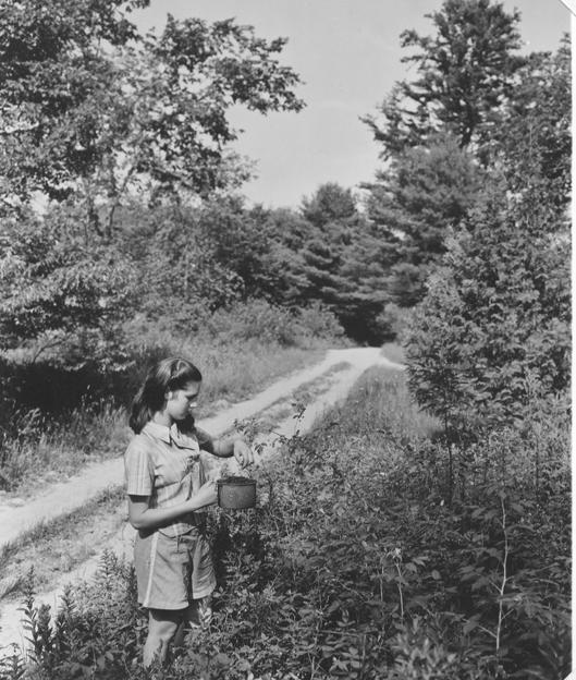 Picking raspberries by the roadside in Parsonsfield - a Maine tradition.