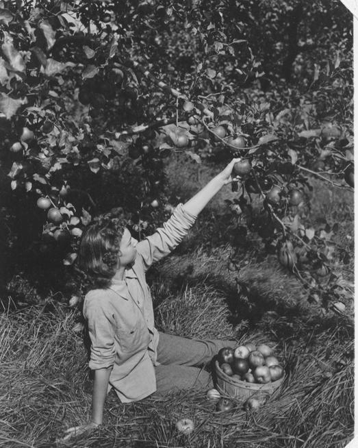 Photo of Leisurely picking apples in Parsonsfield.