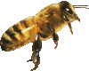 Image of a Honeybee