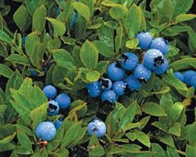 Image of blueberries