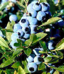 blueberry