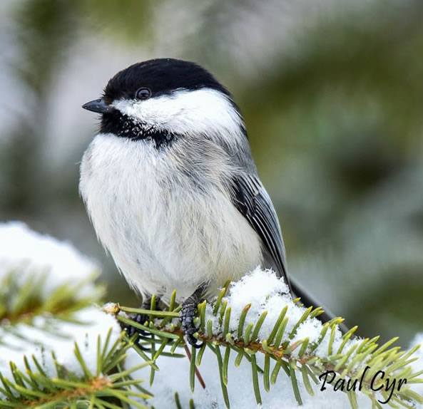 Chickadee image