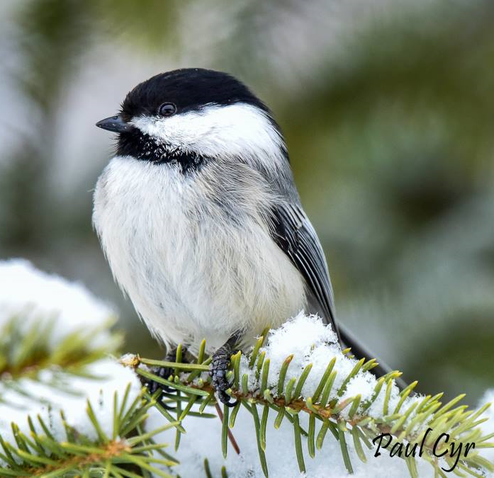 Chickadee Image