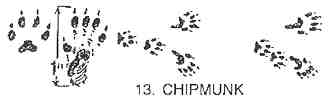 Chipmunk Tracks