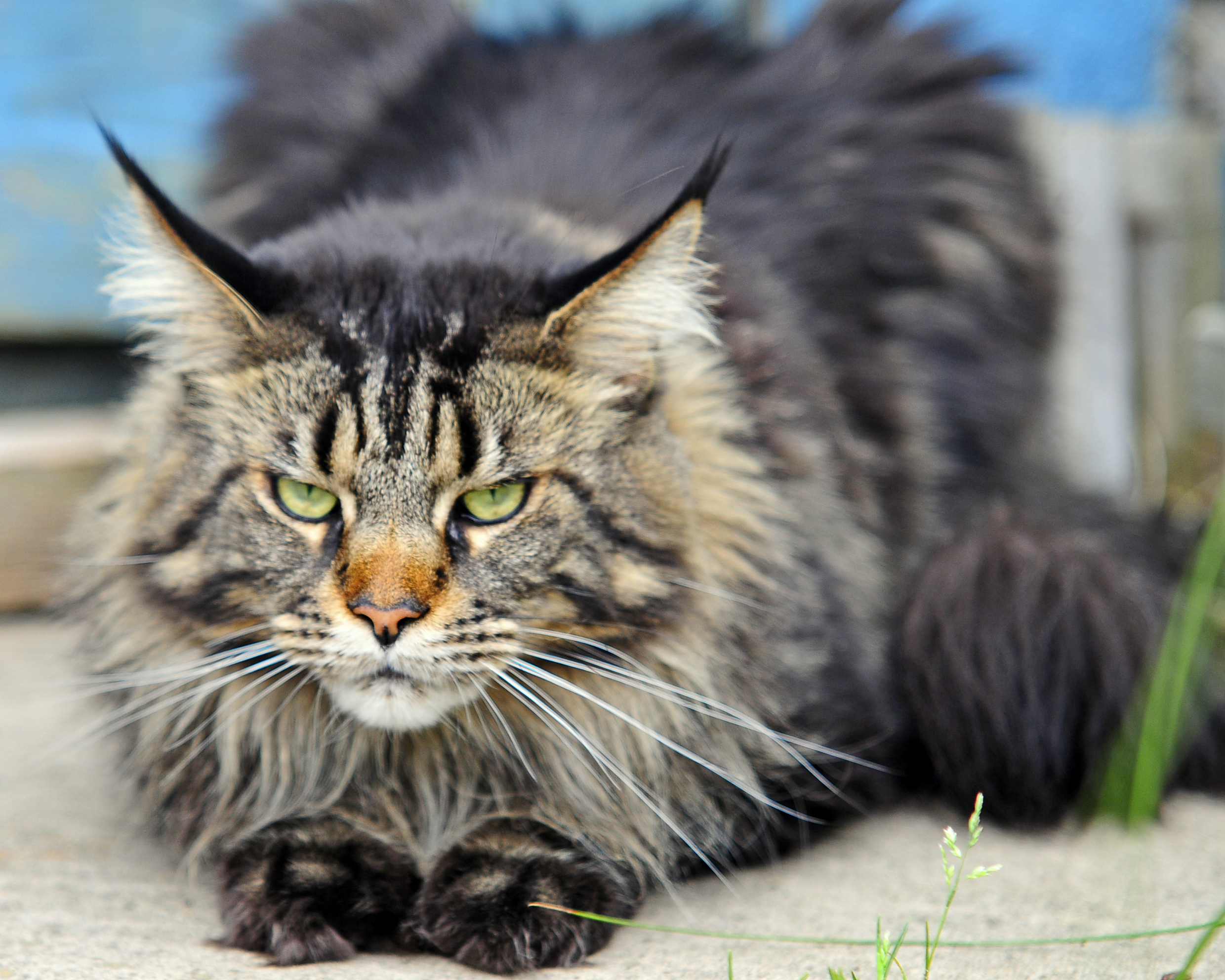 State Cat Maine Coon Cat Maine Secretary of State Kids' Page