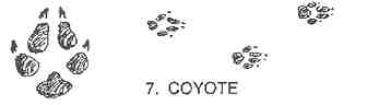 Coyote track
