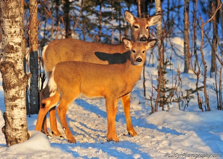 Art & Collectibles Color Photography Family of White-Tailed Deer in ...