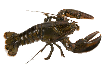 Image of a Lobster