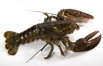 Image of Lobster