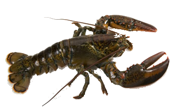 Image of Lobster