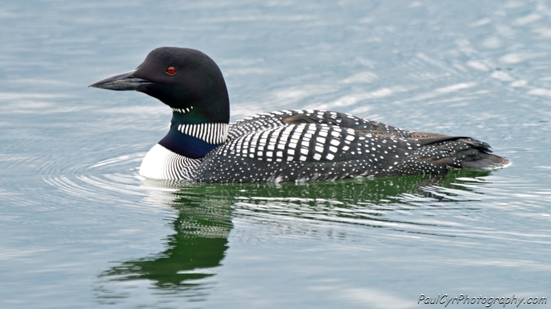 Loon image