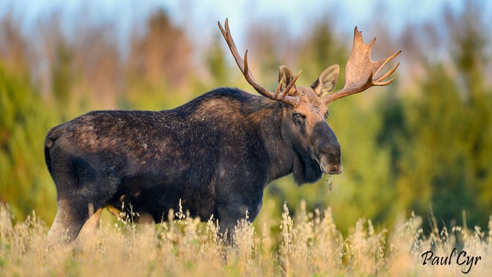 Image of a Moose