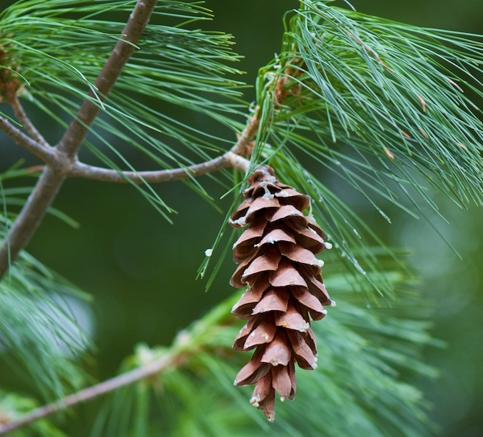 State Flower - White Pine and White Pine Cone & Tassel