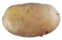 Image of a Potato