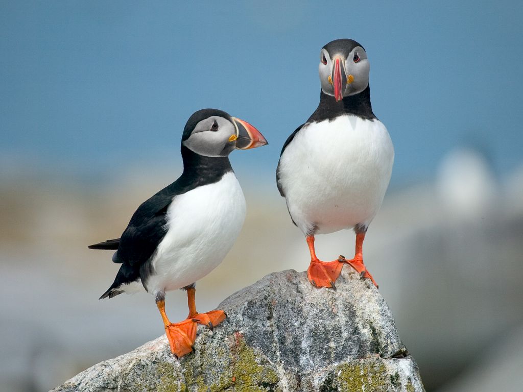 Puffins image