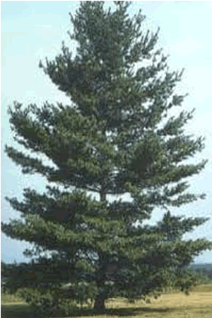 Image of a Pine Tree