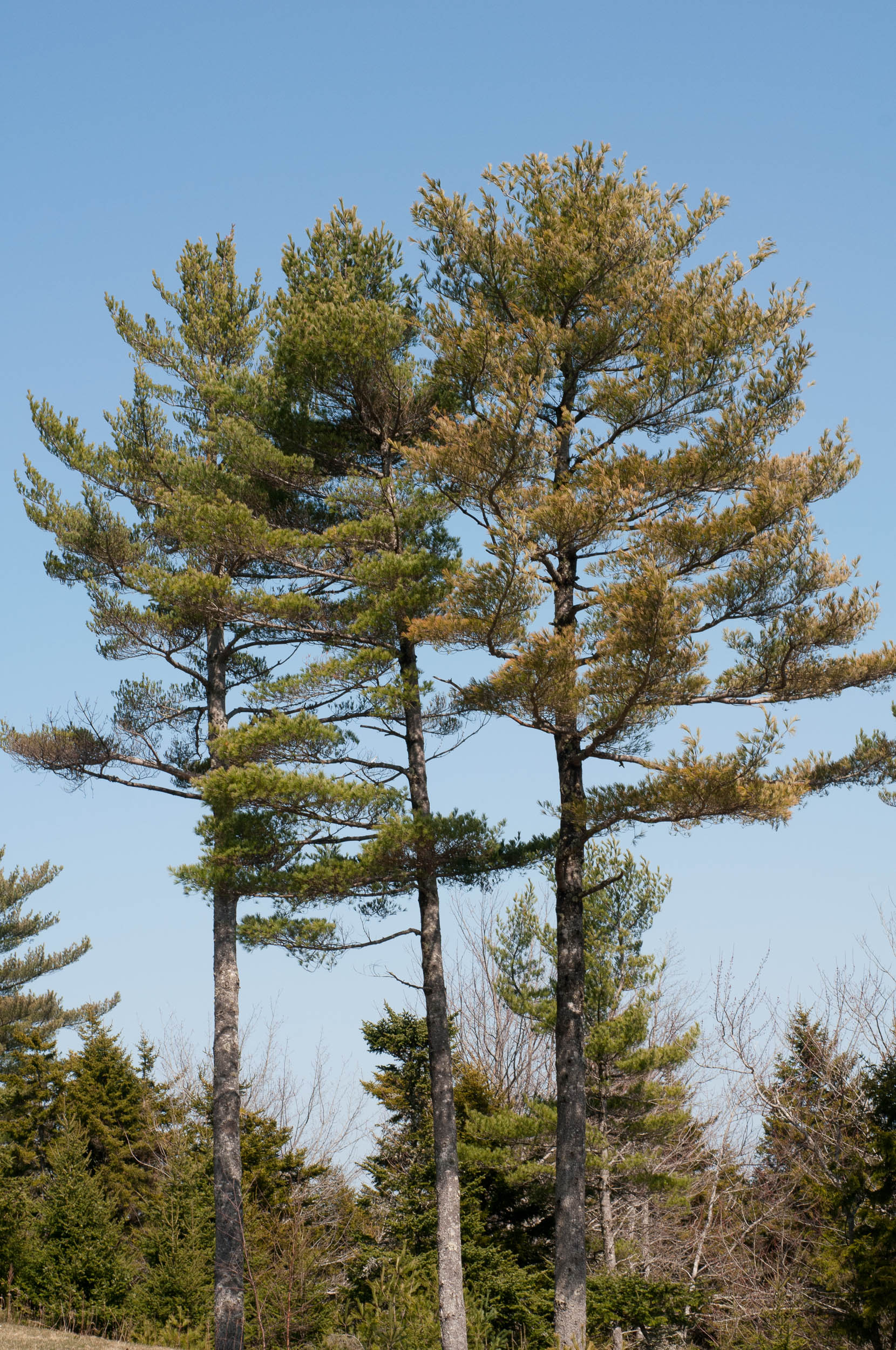 White Pine Tree