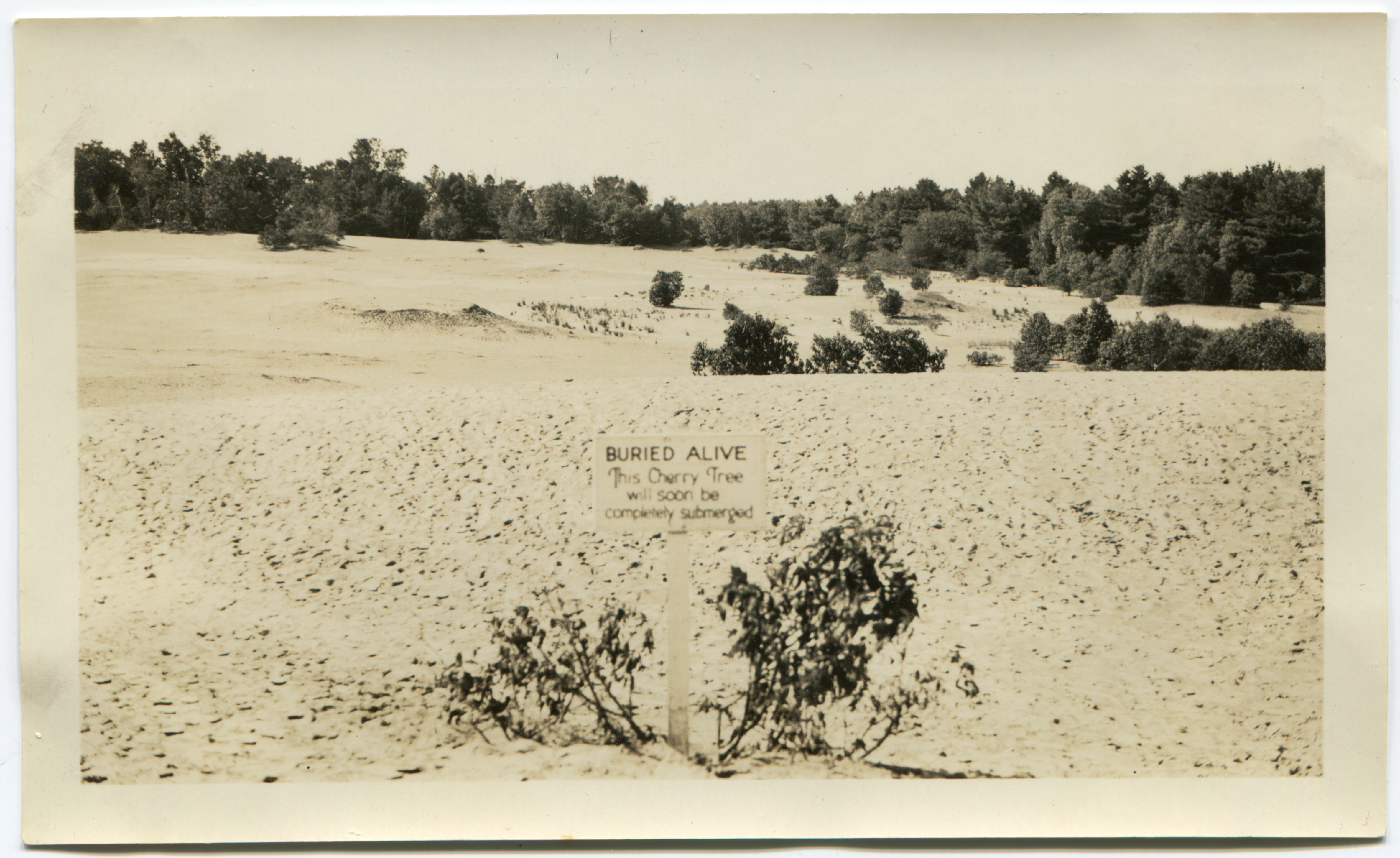 Lone shrub pokes through desert with sparse trees in background