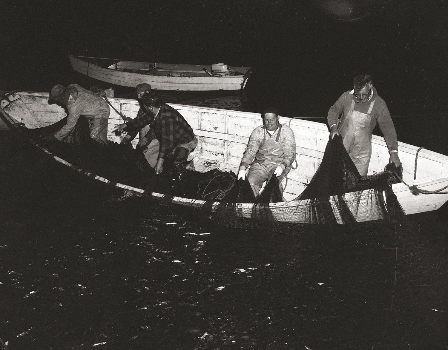 Five men in boat pulling up a net full of sardines