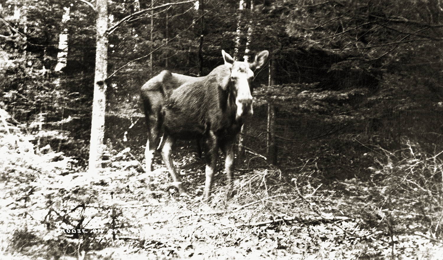Moose stares at camera in middle of forest