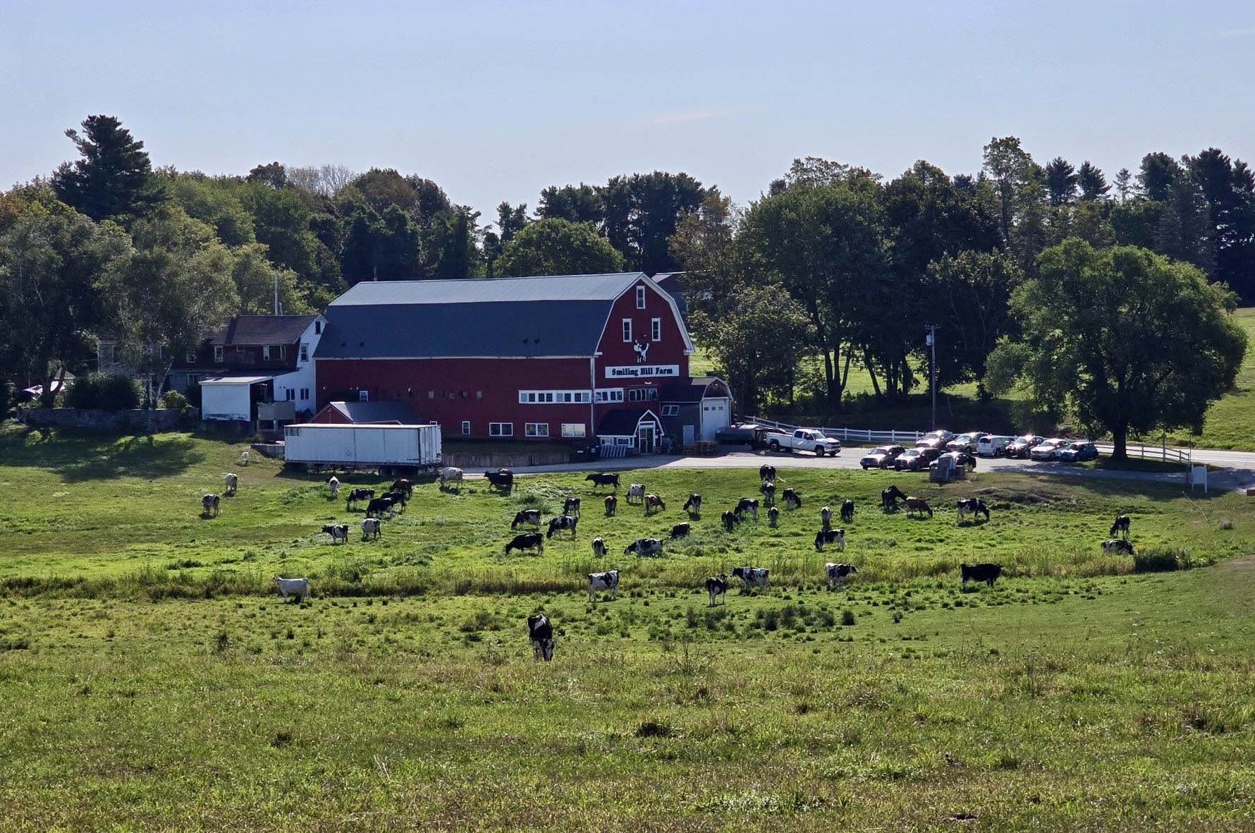 Dairy cows grazing in a green pasture in front of the red barn and farmhouse at Smiling Hill Farm, with cars parked near the barn.